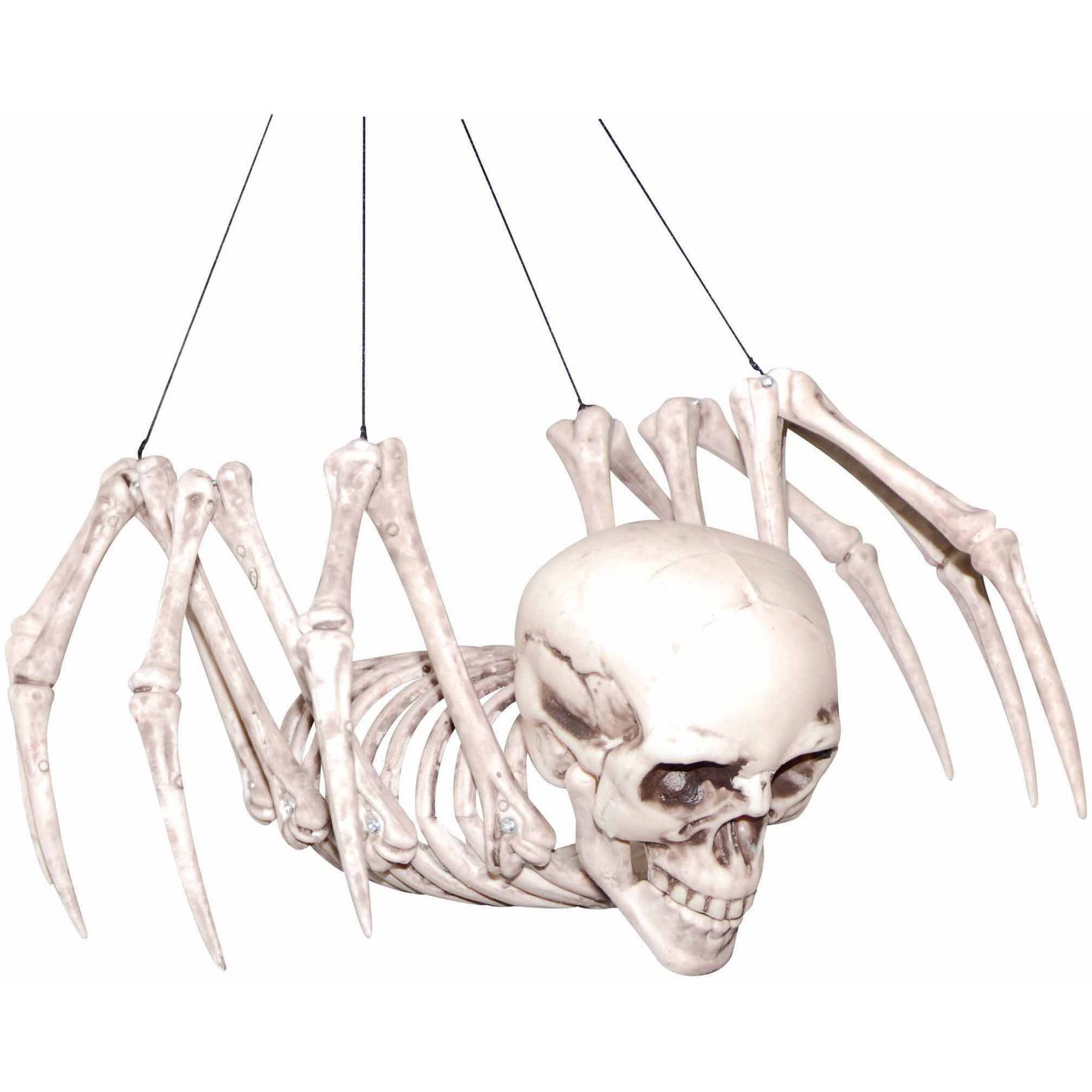 A spider's skeleton